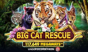 Big Cat Rescue Megaways reals bet